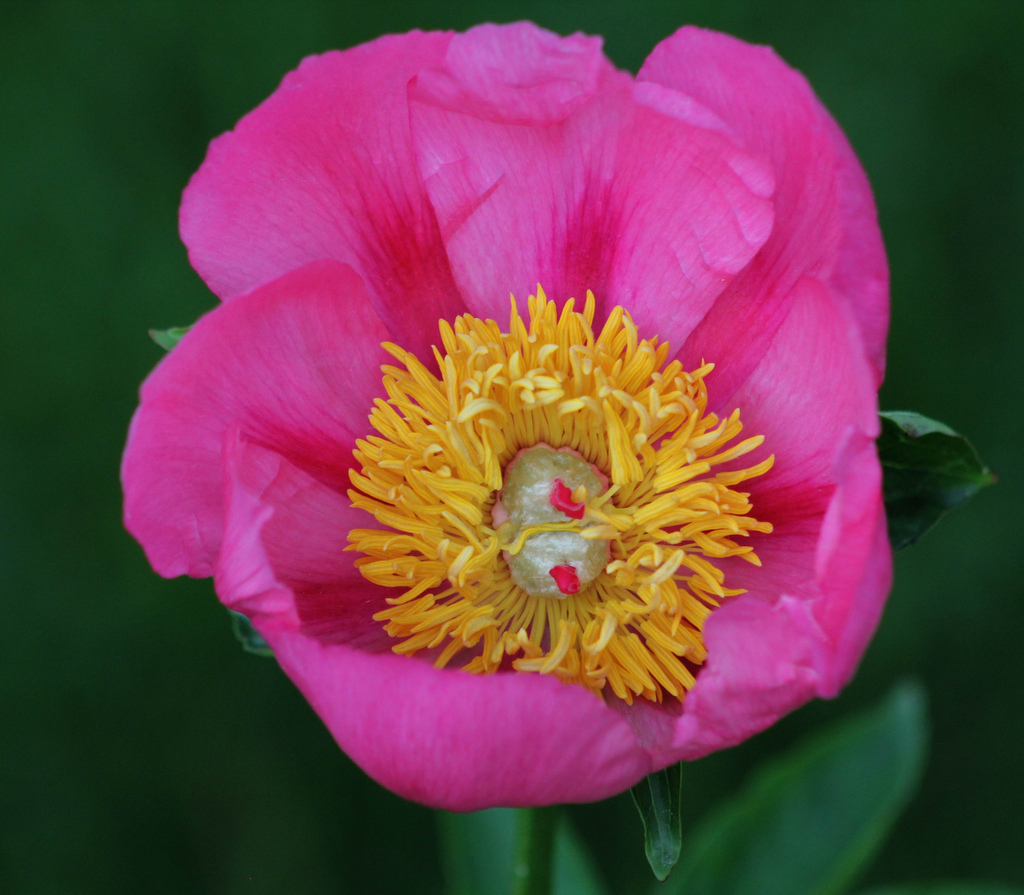 راهنمای نگهداری و پرورش گل و گیاهان زینتی - گل صد تومانی چینی